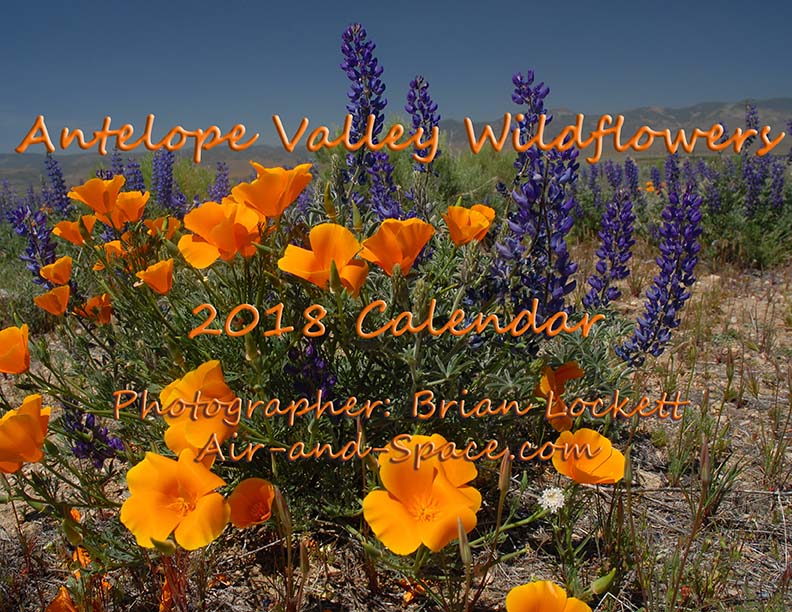 Lockett Books Calendar Catalog: Antelope Valley Wildflowers